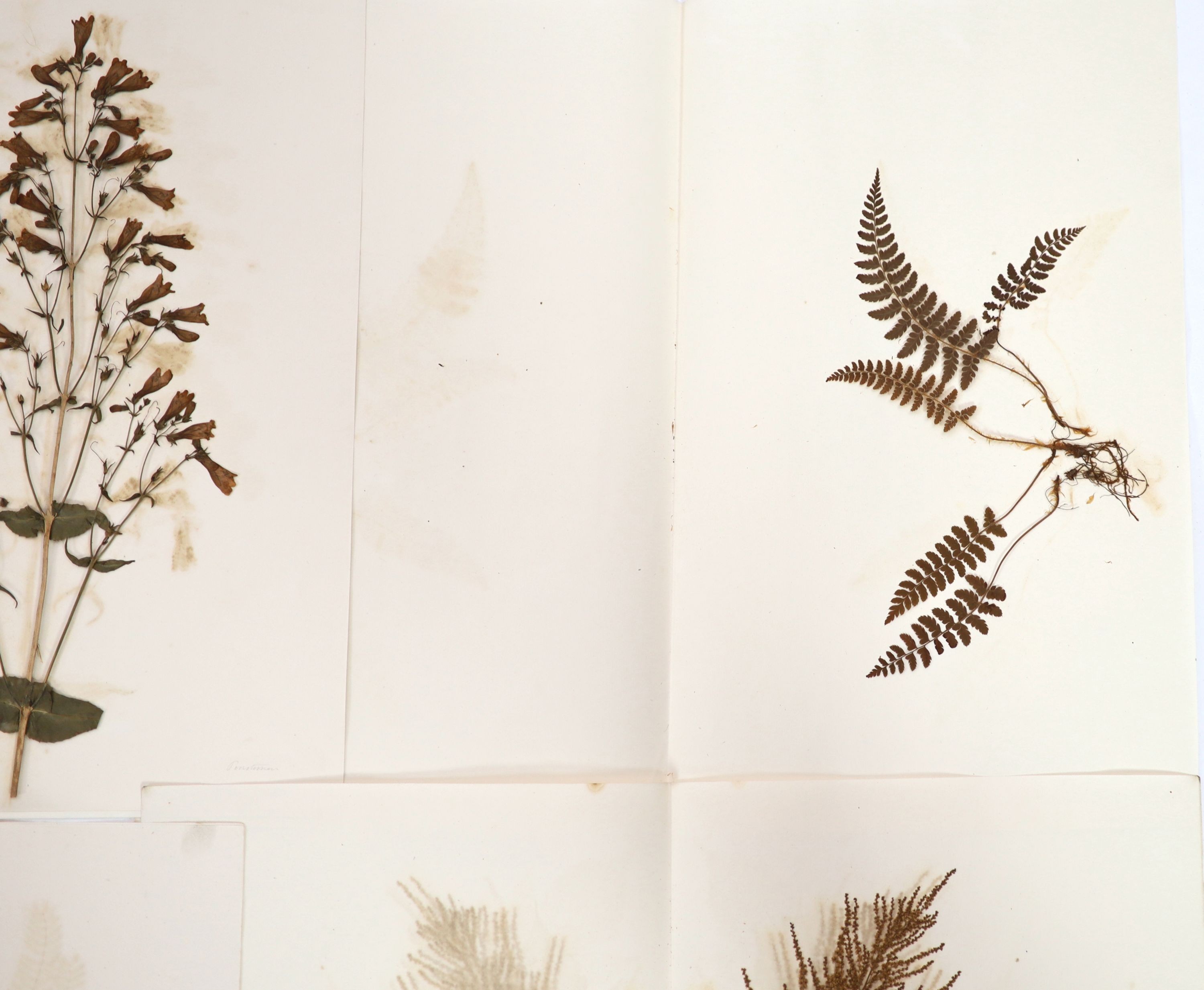 A folio of early 19th century dried botanical specimens on paper, Largest 47 cm X 28 cm (89 specimens)